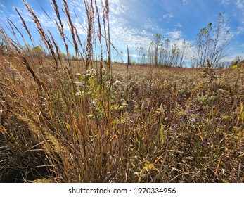 Wild Meadow, Tall Grass, Blue Sky