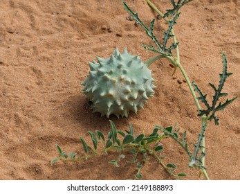 Wild Melon In The Kalahari Desert