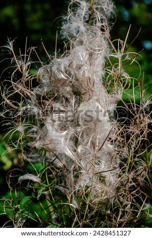 Wild milkweed plant in Fall spreading seeds by wind
