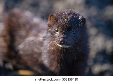 Wild Mink