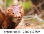 A wild mink from the coast of Lake Huron