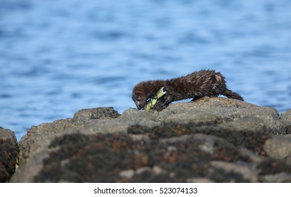 A Wild Mink, Neovison Vison, With A Crab That It Has Just Caught In The Sea And Is About To Eat In Scotland, UK.