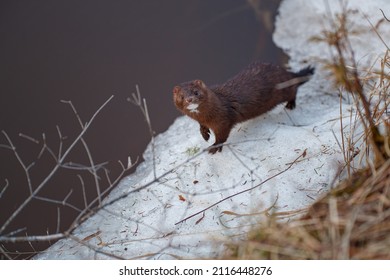 Wild Mink On River Bank