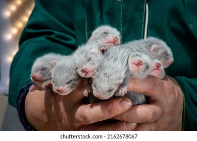 Wild Mink Puppies On The Farm