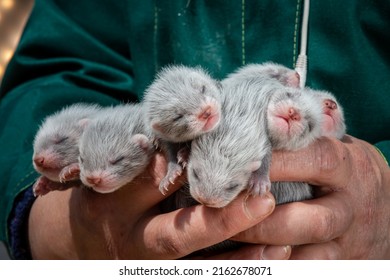 Wild Mink Puppies On The Farm