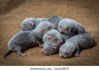 Wild Mink Puppies On The Farm