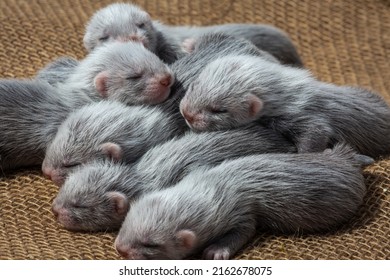 Wild Mink Puppies On The Farm