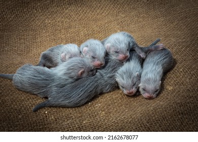 Wild Mink Puppies On The Farm