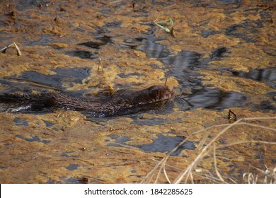 A Wild Mink Swimming Through A Scum Covered Pond.