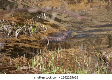 A Wild Mink Swimming Through A Scum Covered Pond.