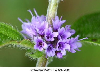 Wild Mint, Mentha Arvensis
