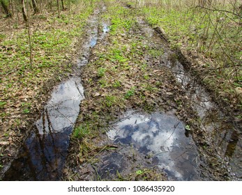 Wild mixed forest in spring