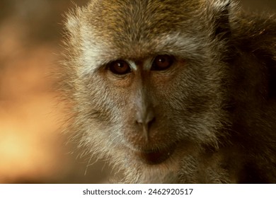 wild monkey or ape close up photo - Powered by Shutterstock