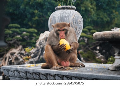 Wild monkey eats mango at Linh Ung pagoda on Monkey Mountain on Son Tra Island in Da Nang in Vietnam in Asia