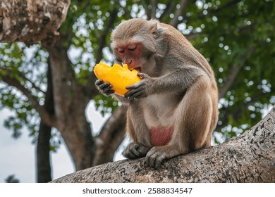 wild monkey eats mango sitting on a tree in forest in nature