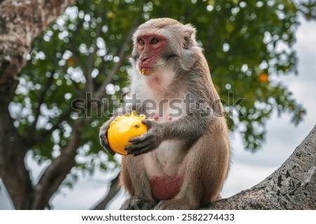wild monkey eats mango sitting on a tree in the forest in nature close-up