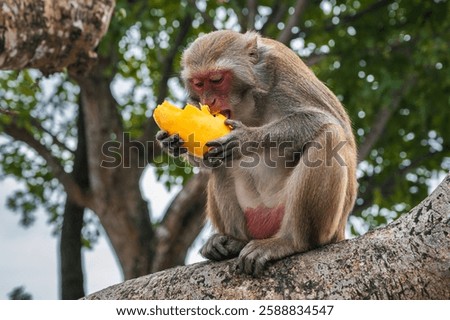 wild monkey eats mango sitting on a tree in forest in nature