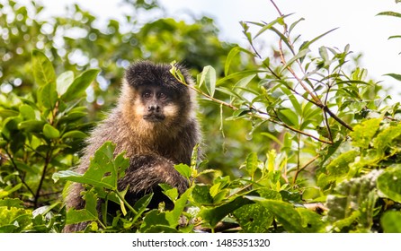 Wild monkey in the forest
