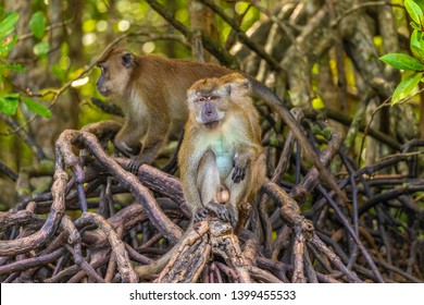 wild monkey at the mangrove of Langkawi, Malaysia - Shutterstock ID 1399455533