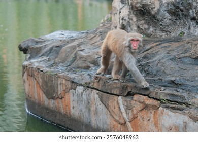 wild monkey  on the rocks