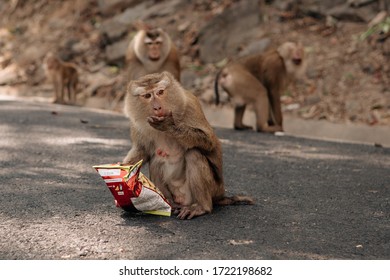 306 Chip monkey Images, Stock Photos & Vectors | Shutterstock