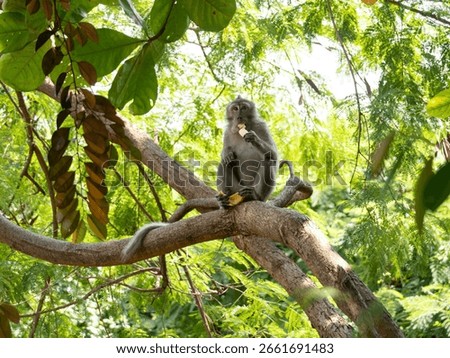 A wild monkey sits on a tree branch eating a banana, surrounded by lush green leaves and sunlight filtering through the forest canopy.
