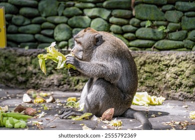 Wild monkey sitting on the ground, munching on corn on the cob in Ubud monkey forest, Bali, Indonesia, surrounded by remnants of discarded food, enjoying a sunny day in nature - Powered by Shutterstock