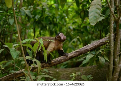 Wild Monkey Walking On A Branch And Looking Up For Insects. Wild Nature On Devils Island, French Guiana Rainforest