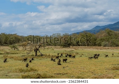 Wild monkeys in the African savannah