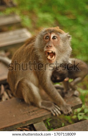 Similar – Monkey after the visit to the dentist…