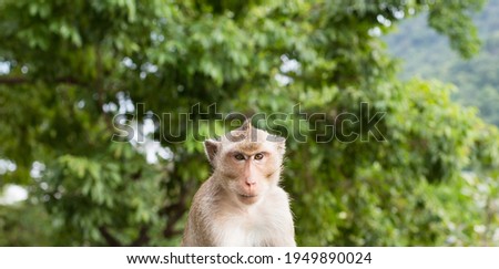 Wild Monkeys in Thailand. panorama