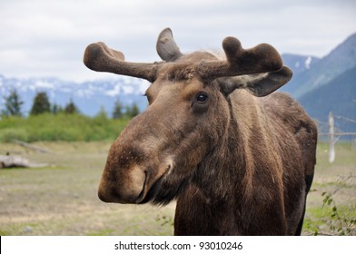 Wild Moose, Alaska