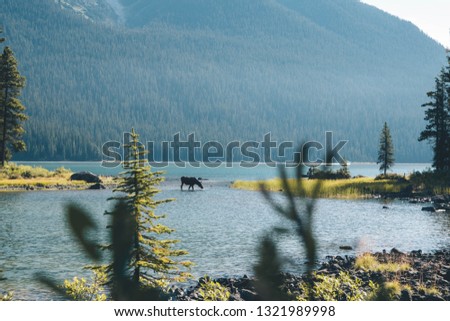 Wild moose drinking water from beautiful clean Lake Maligne in Alberta, Canada