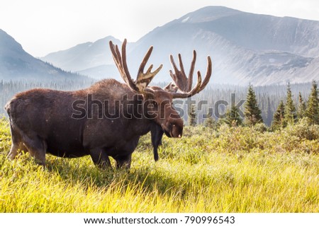 Wild Moose Grazing the Mountains of Colorado ||
Brainard Lake Recreation Area, Ward, CO [Colorado Wildlife]