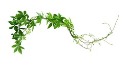 Wild Morning Glory Leaves Jungle Vines Tropical Plant Isolated On White Background, Clipping Path Included