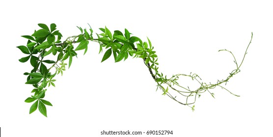 Wild morning glory leaves jungle vines tropical plant isolated on white background, clipping path included - Shutterstock ID 690152794