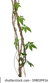 Wild Morning Glory Vine Leaves Climbing On Twisted Jungle Liana Tropical Plant Isolated On White Background, Clipping Path Included