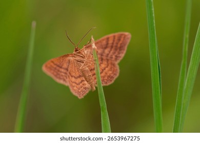 Wild moth with patterned wings clinging to a vertical blade of grass, macro nature photography concept