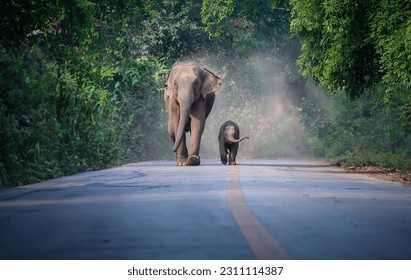 Wild mother elephant and baby elephant from the deep jungle come out to walking on road, Thailand. Family wild elephant walking and crossing the paved road, relationship between mother and baby  - Powered by Shutterstock