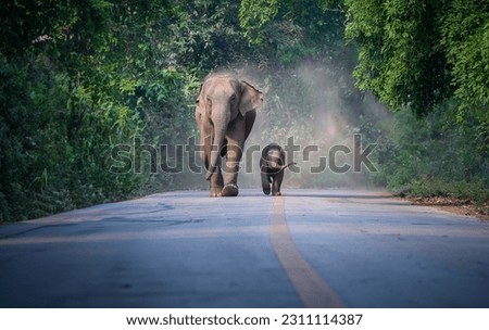 Wild mother elephant and baby elephant from the deep jungle come out to walking on road, Thailand. Family wild elephant walking and crossing the paved road, relationship between mother and baby 