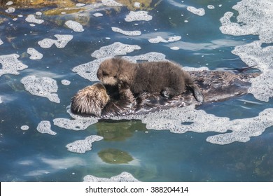 A wild mother Southern Sea Otter (Enhydra lutris) and her 2-day old newborn pup float in the water of a protected cove, in Monterey Bay, California. Footage available.