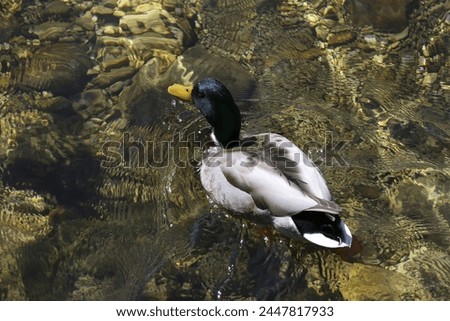 wild motley duck with a black neck and a wide beak floating on the river