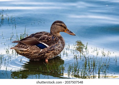Wild motley waterfowl duck on lake water close-up with copy space. Birds and animals in wildlife concept. Amazing mallard duck swims in lake or river with blue water. Concept hunting game wild ducks.