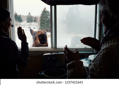 Wild Mountain Farm , Canning , Nova Scotia / Canada - DEC 31 2017 : Two Woman Playing And Feeding A Horse From Inside Their Home Through A Window During Winter