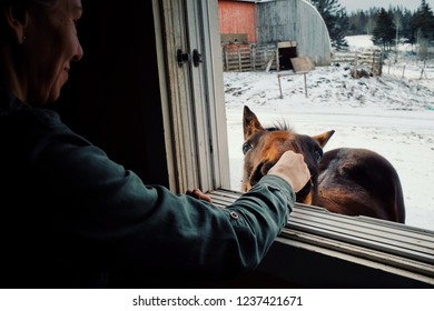 Wild Mountain Farm , Canning , Nova Scotia / Canada - DEC 31 2017 : Young Woman Playing And Feeding A Horse From Inside Her Home Through A Window During Winter