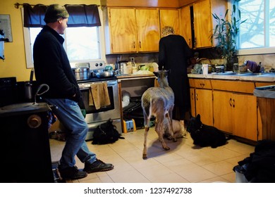 Wild Mountain Farm , Canning , Nova Scotia / Canada - DEC 31 2017 : Modern Farmer Family With Their Pet Domesticated Deer During The Winter Inside Their Home Cooking Christmas Dinner Supper