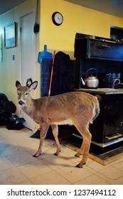 Wild Mountain Farm , Canning , Nova Scotia / Canada - DEC 31 2017 : A Small Pet Deer Inside The Family Home Kitchen During The Cold Winter Months