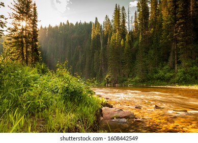 Wild mountain fly fishing river flowing through a dense, green, pine forest at sunrise in northern Idaho. - Powered by Shutterstock