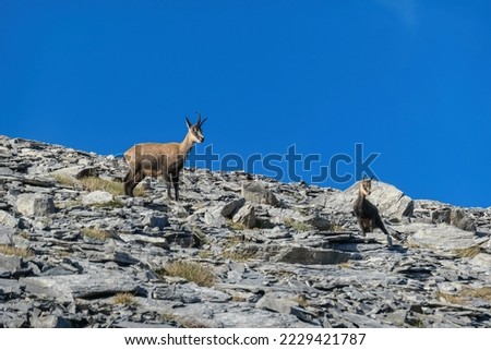 Wild mountain goat (chamois) on Mount Olympus (Mytikas, Skala, Stefani, Skolio) in Mt Olympus National Park, Thessaly, Greece, Europe. Scenic view on mountain ridge with cloudless deep blue background