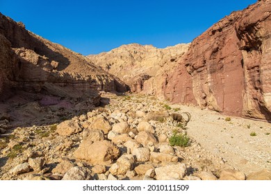 Wild mountain goat with curled horns in the Eilat Mountains. The rocks are composed of sandstones, igneous and volcanic rocks. Multicolored landscape formations.